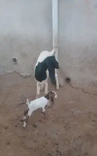 یک عددبزجوان ۳شیره بابرغاله