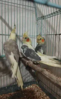 چهار عدد عروس هلندی به فروش میرسد