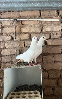 جفت دم زرد