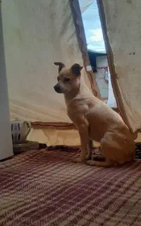 سگ پامر