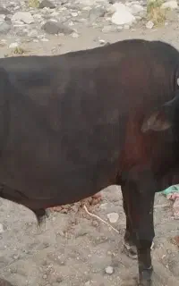 گاو نر