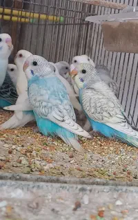 ۱۷عدد مرغ عشق