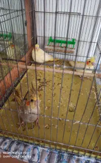 عروس هلندی دان خور