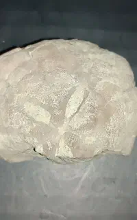 سنگ فسل طبیعی قدمت دار، شماره 4