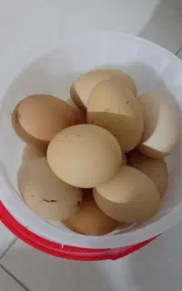تخم مرغ.
