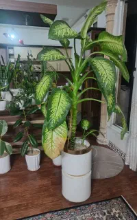 فروش گل دیفن خیا