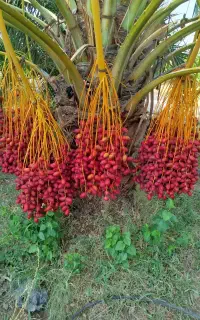 برخی مضافتی.شکری.پیارم پاجوش نخل