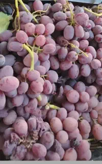انگور  مخصوص شیره