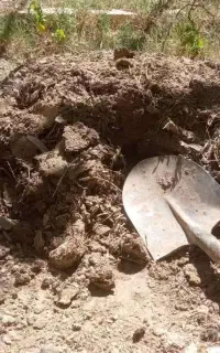 کود مرغ و کبوتر