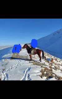 اسب مادیان