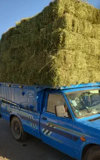 یونجه درجه یک ساق کوتاه جفتی ۱۳۰۰