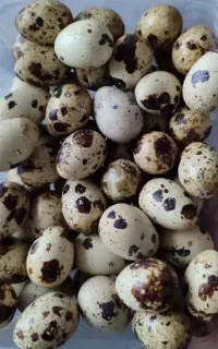 تخم بلدرچین ندفه دار