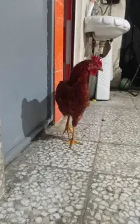 خروس