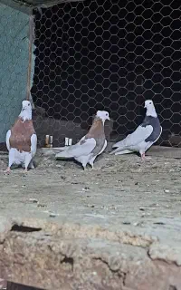 کبوتر طوقی ماده 3تا