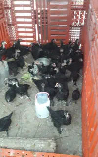 جوجه مرندی اصل