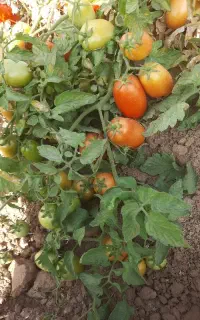 فروش گوجه فرنگی بازاری و کارخانه