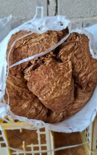 برگ زرد بنیاد