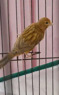 دارچینی درجه یک