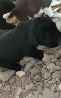 توله نر