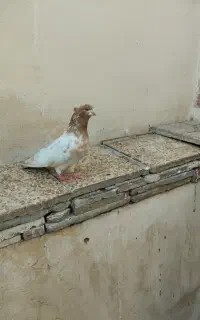 سرور کاکلی نر قزقین