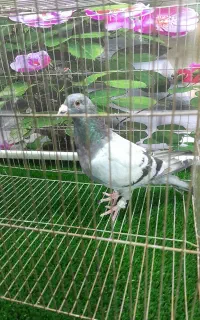 فروش کبوتر نر