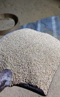 ارزن بوجاری شده اعلاء(شهر هشتبندی)