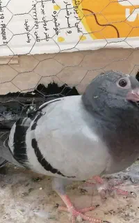 جوجه کفتر دونخور رایگان