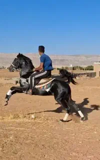 اسب جهت کشش