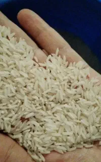 برنج طارم هاشمی مازندران
