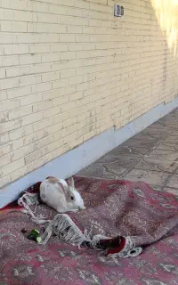 یک عدد خرگوش به فروش میرسد