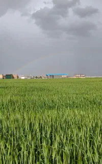 استخدام کارگر