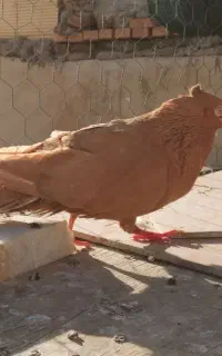 جفت زرد آبادانی درجه یک
