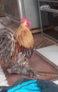 خروس پامر خوشکل خانگی.