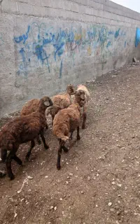 بره افشاری (گوسفند)