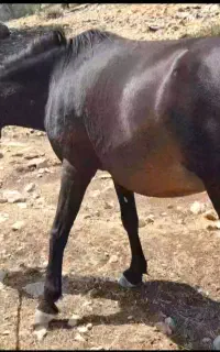 اسب مادیون