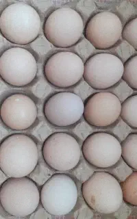 تخم مرغ ۲۵  تخم اردک اسراییلی۴۵ نطفدار