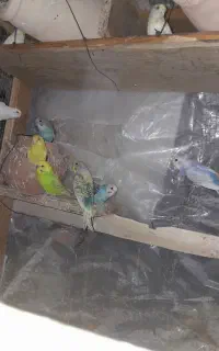 مرغ عشق
