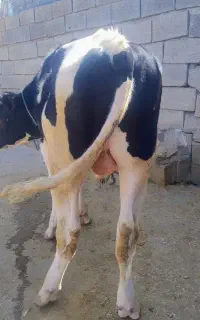گاو نر هلشتاین اصل