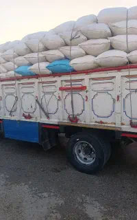 کاه نخود