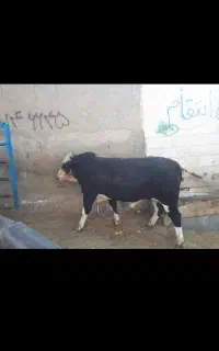 قصاب درمحل