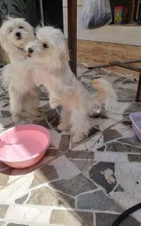 و سگ شیتزو نر و ماده