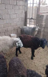 فروش دو عدد دوبر ویه قوچ