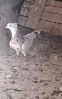 طوقی هفت رنگ زرد نر