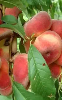 کود کشاورزی افزایش تناژ