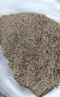 زیره سیاه کوهی اصل کرمان
