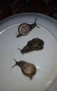حلزون