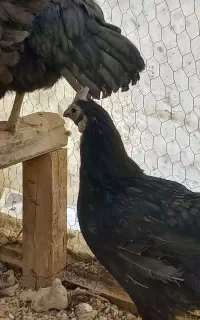 ایام سمانی . سوماترا . ابریشمی . سیبرایت بوف