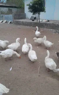 فروش غاز