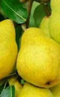 نهال مقاوم به سرما مناسب کاشت پاییزه و زمستانه