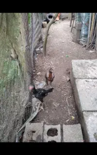 جوجه لاری
